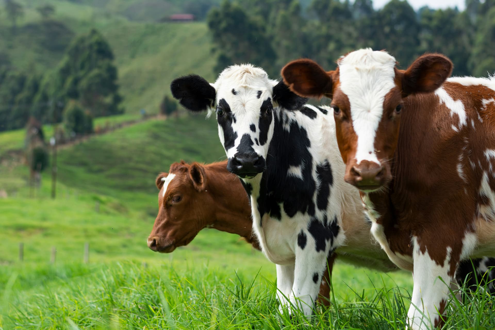 Ciencias Veterinarias - Uni4edu