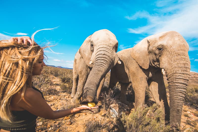 EC Cape Town Préparation à l'examen IELTS - Uni4edu