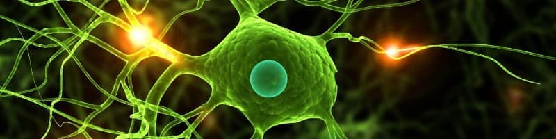 Biology MBiol - Uni4edu