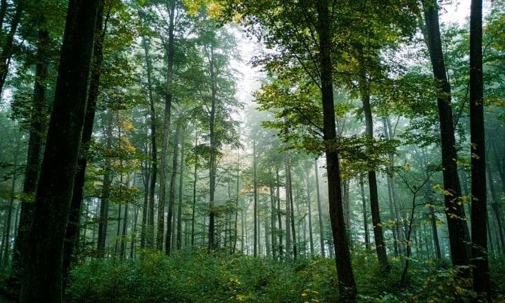 Forestry BSc (Hons) - Uni4edu