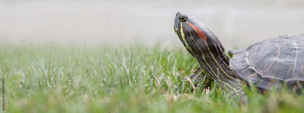 Zoology with Ornithology BSc (Hons) - Uni4edu