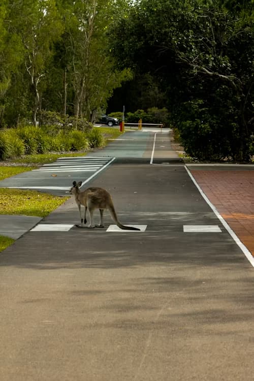 University of the Sunshine Coast Australia - Uni4edu