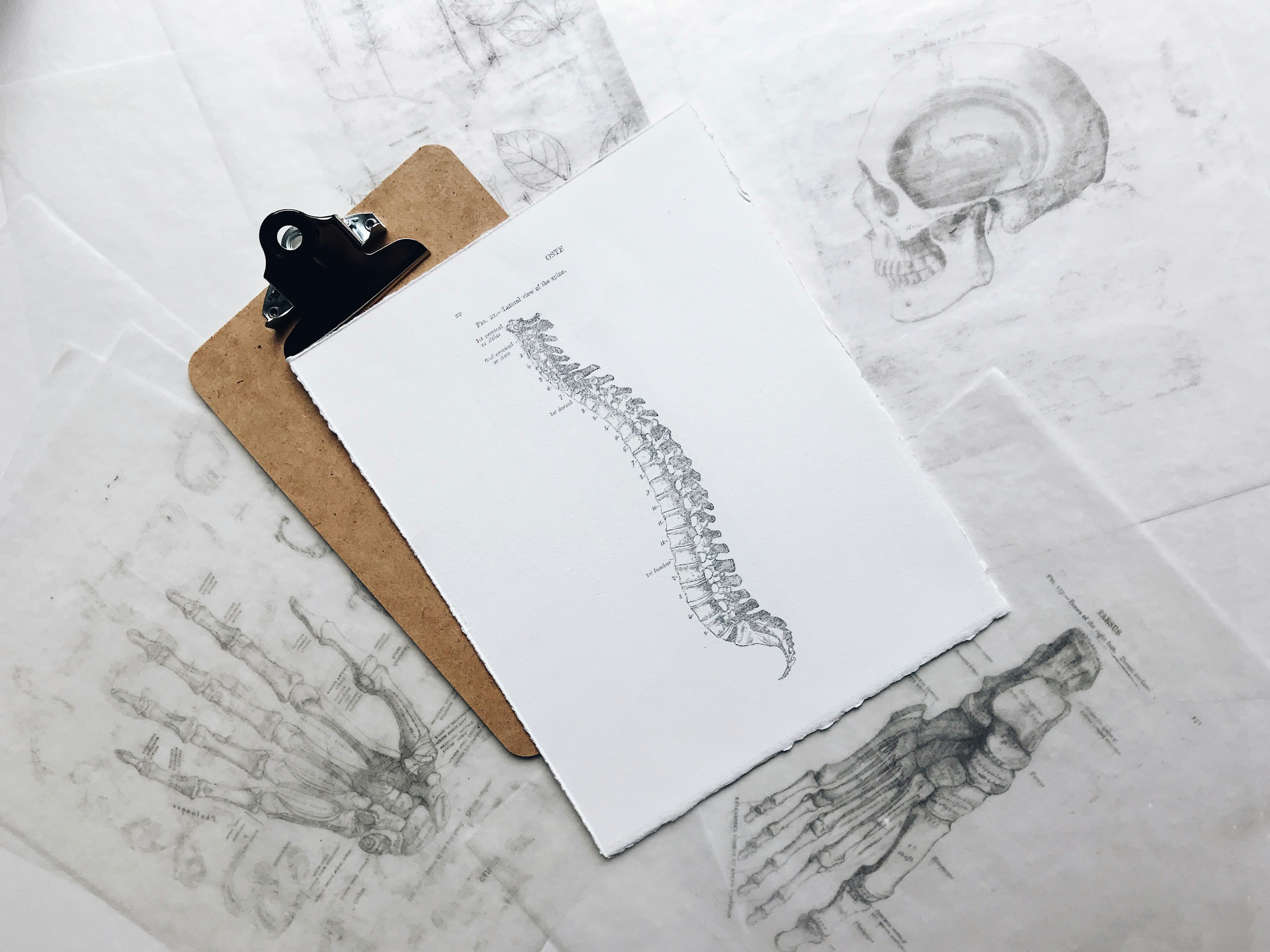 Anatomie (mit Dissertation) (Türkisch) - Uni4edu
